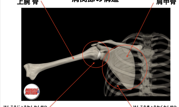 柔軟性と強さも必要な機能性の高い肩甲骨の動きを引き出す